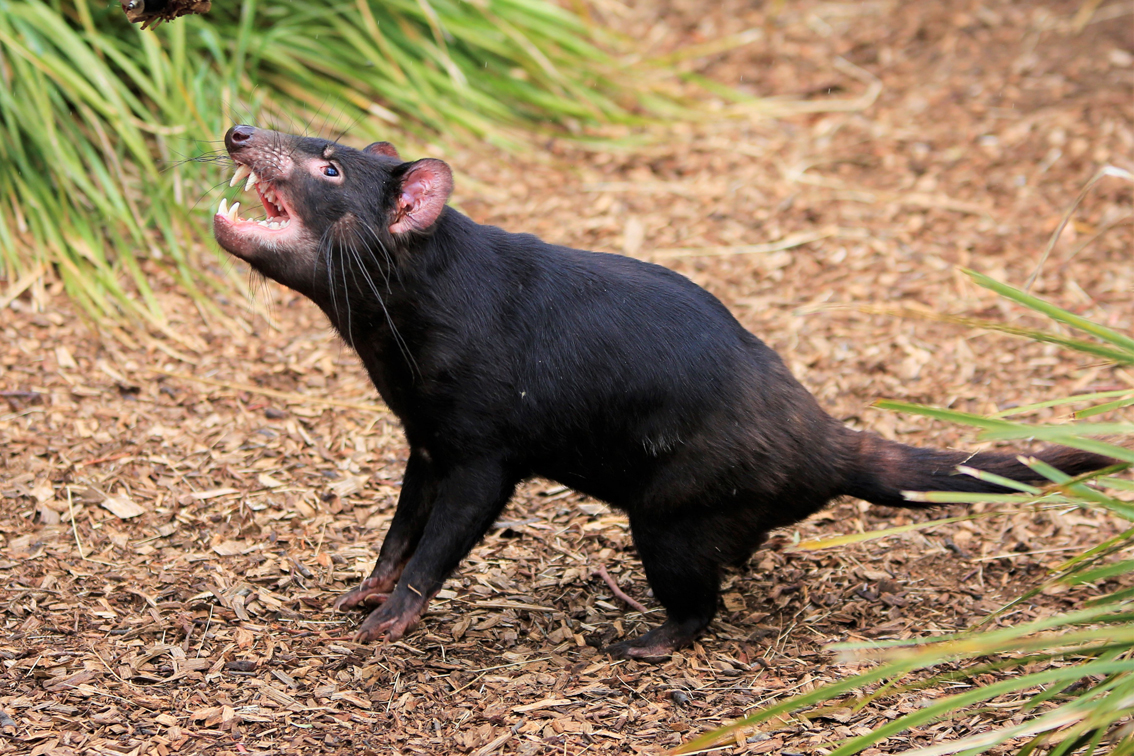 Tasmanischer-Teufel