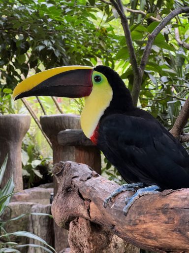 Philipp Bechter - Tukan Philipp Bechter - Tukan